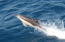 Francja: Ocean wyrzucił na brzeg 1100 martwych delfinów