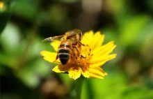 Co dziesiąty europejski gatunek pszczół może wyginąć.
