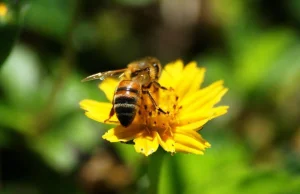 Co dziesiąty europejski gatunek pszczół może wyginąć.