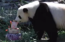 8. urodziny pandy. W prezencie dostała tort z owoców i bambusa