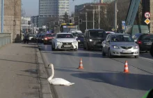 Łabędź zablokował ruch na moście Grunwaldzkim we Wrocławiu (Film+zdjęcia)