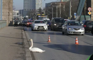 Łabędź zablokował ruch na moście Grunwaldzkim we Wrocławiu (Film+zdjęcia)