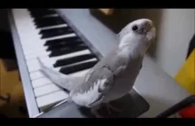 Papuga gwizda melodię