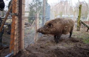 Koszmar. Dzik z Żywca służył jako żywe mięso do szkolenia psów myśliwskich