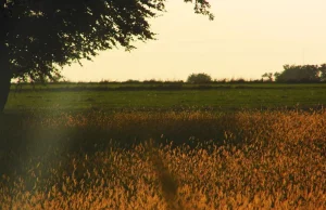 Świetne zdjęcie zboża od National Geographic