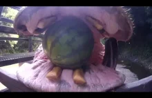 Głodny hipopotam pożerający arbuzy w Japonskim zoo...
