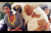 Big Dogs Thinks They're Lap Dog Compilation