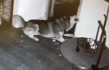 Husky syberyjski urządza ucieczkę z psiego szpitala w stylu "Prison Break"