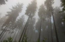 Mglisty las w Rudawach Janowickich