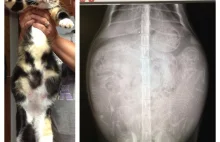 Zdjęcie rentgenowskie kotki która jest w ciąży
