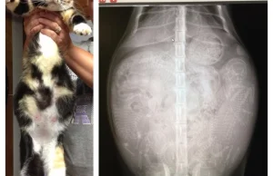Zdjęcie rentgenowskie kotki która jest w ciąży