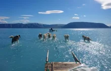 Rekordowe tempo utraty lodu na Grenlandii. 2 miliardy ton w jeden dzień