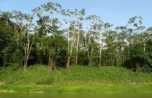 Lasy Amazoni - Zielone płuca świata