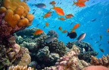 Rafy koralowe da się uratować? Brytyjscy naukowcy z niezwykłym pomysłem