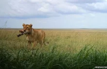 Z kamerą wśród tanzańskich zwierząt