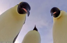 Pingwiny z bardzo bliska. Pingwiny fajne są!
