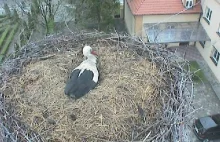 Projekt obserwacji kamerą internetową gniazda bocianów białych Blisko...