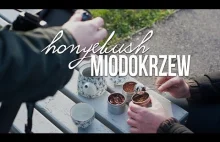 Honeybush: właściwości, parzenie. Czajnikowy.pl
