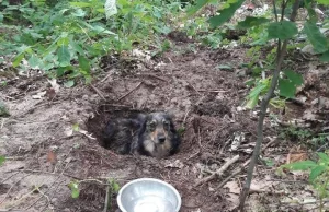 Zakopał żywcem swojego psa. Myślał, że zwierzę nie żyje