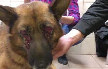 Bestialsko traktowany pies odebrany właścicielom jednej z firm pod Opolem #afera