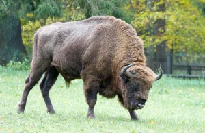 87 lat temu odnowiono populację żubrów w Polsce - obchody w Białowieży