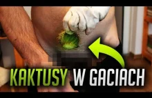 KAKTUS W GACIACH !!!