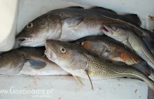 [FAKE NEWS]Większe połowy ryb na Bałtyku - Ryby