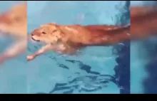 Lew podpływa i przytula się do człowieka w basenie
