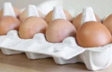 Słowacja: Wykryto holenderskie jaja skażone środkiem owadobójczym