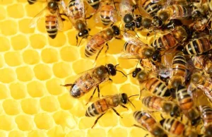 Dlaczego masowo giną pszczoły? Zidentyfikowano sprawcę "holokaustu owadów"