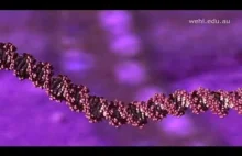 Zwijanie się i replikacja DNA.