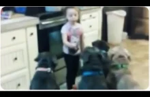 Mała dziewczyna i jej psie audytorium