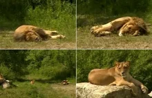 Lew z gdańskiego zoo uratowany. Kość utknęła kotu w przewodzie pokarmowym