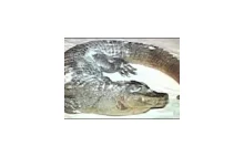 Wiadomości w UK informują o znalezieniu zamarzniętego krokodyla na Mazurach!