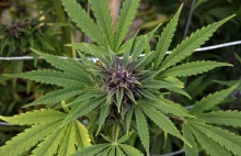 [eng] Rząd USA potwierdza działanie antynowotworowe marihuany