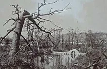 Drzewa które przetrwały wybuch bomby atomowej w Hiroszimie.