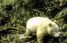 Pierwsza w historii całkiem biała panda wielka sfotografowana na wolności
