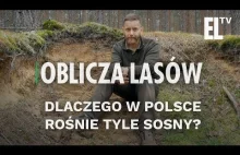 Dlaczego w Polsce rośnie tyle sosny? | Oblicza lasów #28