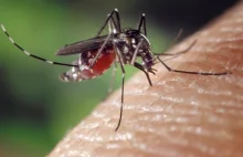 EPA zezwala genetycznie zmodyfikowanym komarom zwalczać wirus Zika