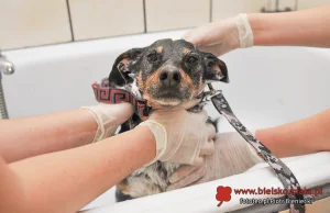 Firma od pielęgnacji psów zrobiła kąpiel wszystkim psom z miejskiego schroniska