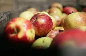 Trzech Afgańczyków znalezionych w naczepie z jabłkami