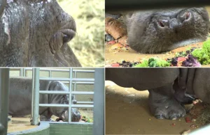 Chorzów. 55. urodziny najstarszego na świecie hipopotama