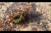 Atak mrówek na liszkę