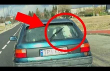 Krowa w samochodzie :)