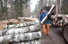 The Guardian o walce polskich ekologów w celu ochrony lasów