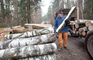The Guardian o walce polskich ekologów w celu ochrony lasów