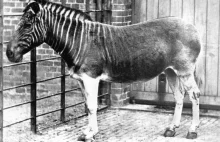 Quagga - niezwykła zebra, która wymarła niewiele ponad 100 lat temu.