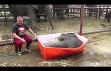 Kąpiel małego słoniątka