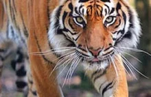 Tygrys zabił kobietę w zoo w Nowej Zelandii