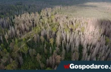 Sukces Greenpeace, UE i opozycji! Puszcza Białowieska ginie na naszych oczach!